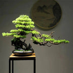 Artificial Bonsai Tree - Premium Immortal Welcoming Pine Home Decor - GiftMira