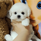 Cuddle Cushion Lifelike Plush Puppy Toy - GiftMira