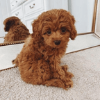 Cuddle Cushion Lifelike Plush Puppy Toy - GiftMira