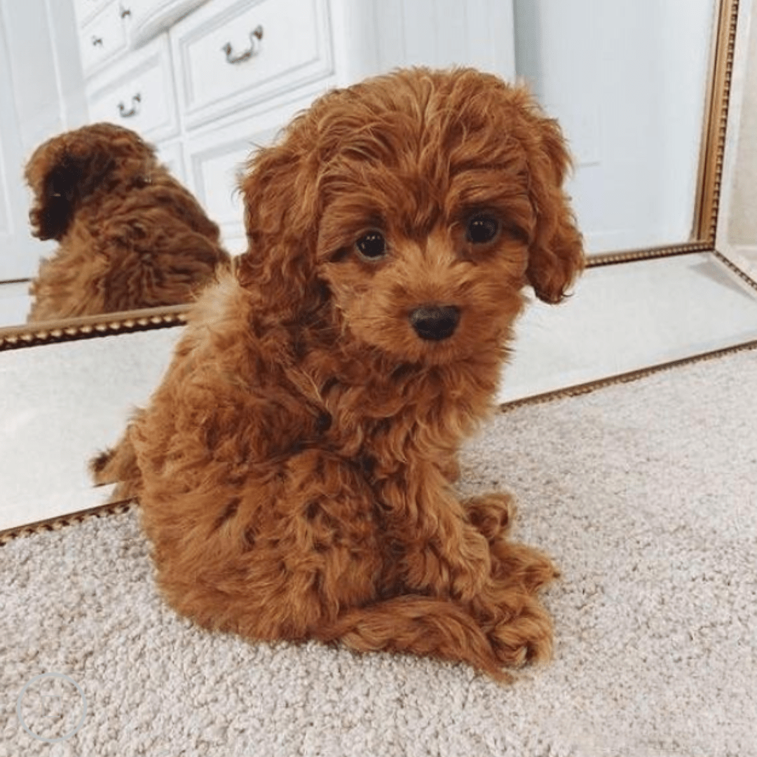 Cuddle Cushion Lifelike Plush Puppy Toy - GiftMira