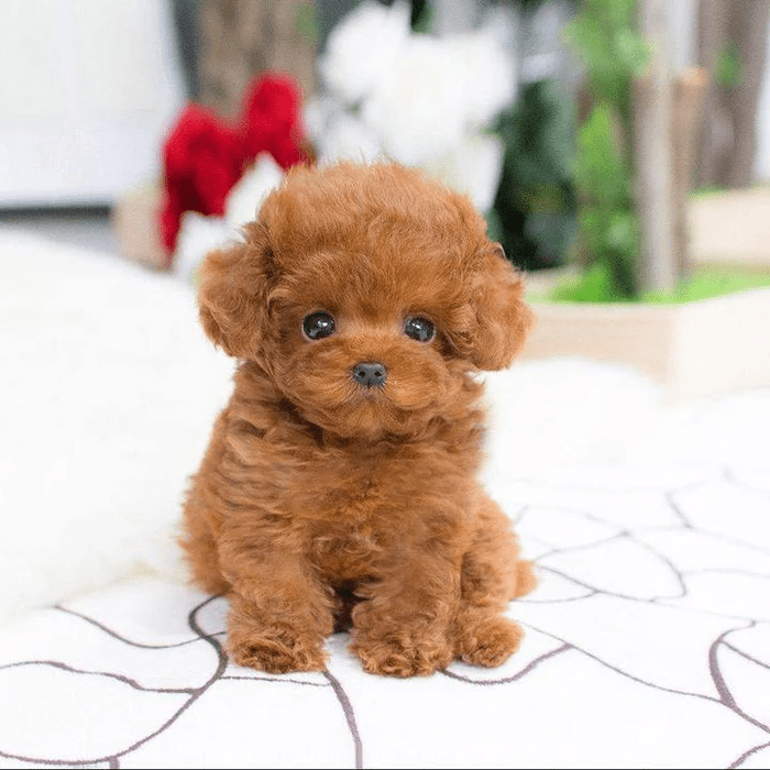 Cuddle Cushion Lifelike Plush Puppy Toy - GiftMira