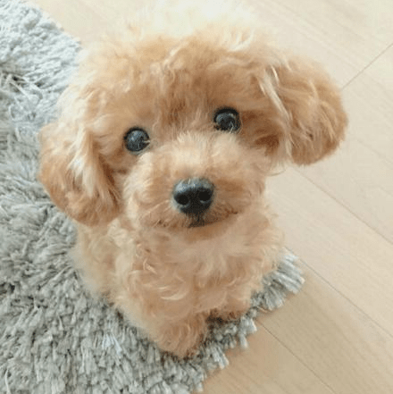 Cuddle Cushion Lifelike Plush Puppy Toy - GiftMira