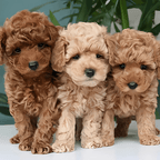 Cuddle Cushion Lifelike Plush Puppy Toy - GiftMira