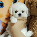 Cuddle Cushion Lifelike Plush Puppy Toy - GiftMira
