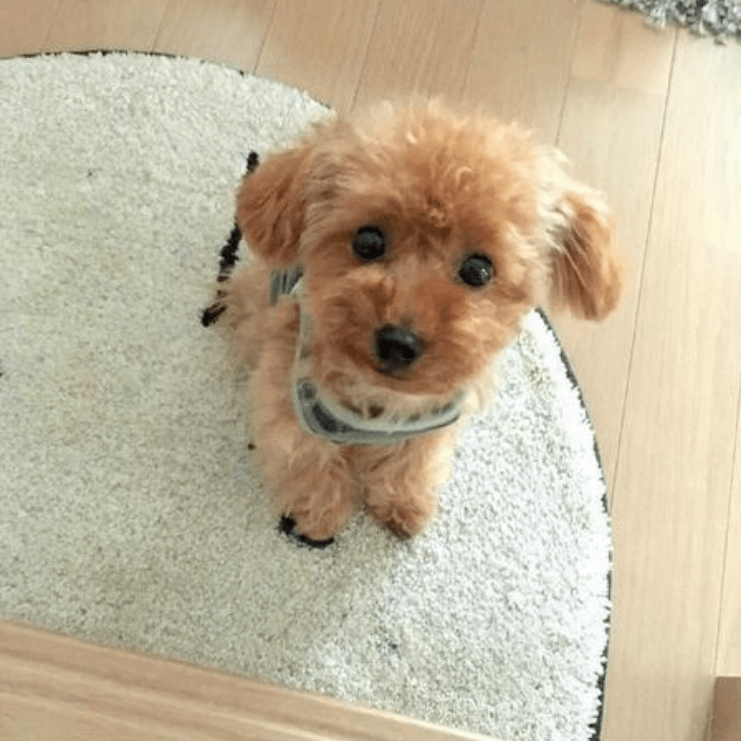Cuddle Cushion Lifelike Plush Puppy Toy - GiftMira