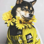 Dog Windbreaker Raincoat with Hoodie - GiftMira