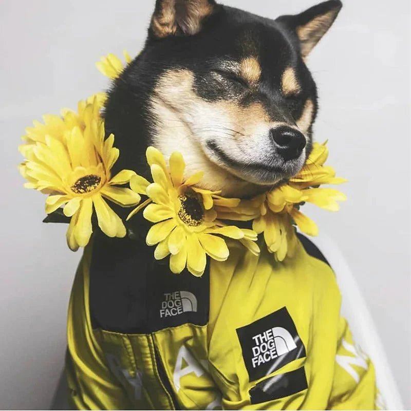 Dog Windbreaker Raincoat with Hoodie - GiftMira
