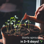 Eco - Friendly Plantable Seed Calendar 2026 – 12 Month Biodegradable Wildflower Planner with Stand - GiftMira